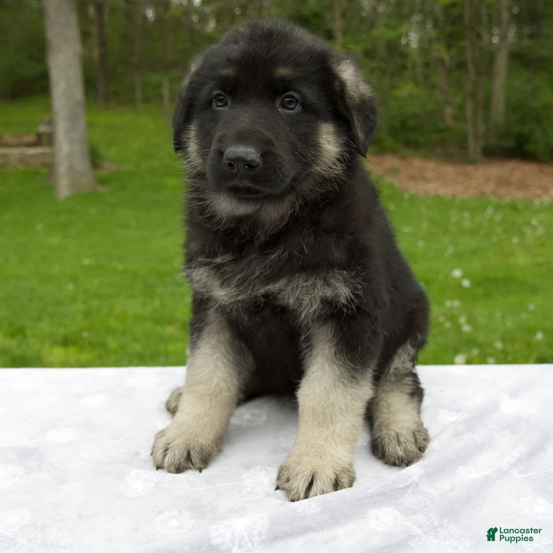 German Shepherd dogs for sale: Frisky - Ad 1