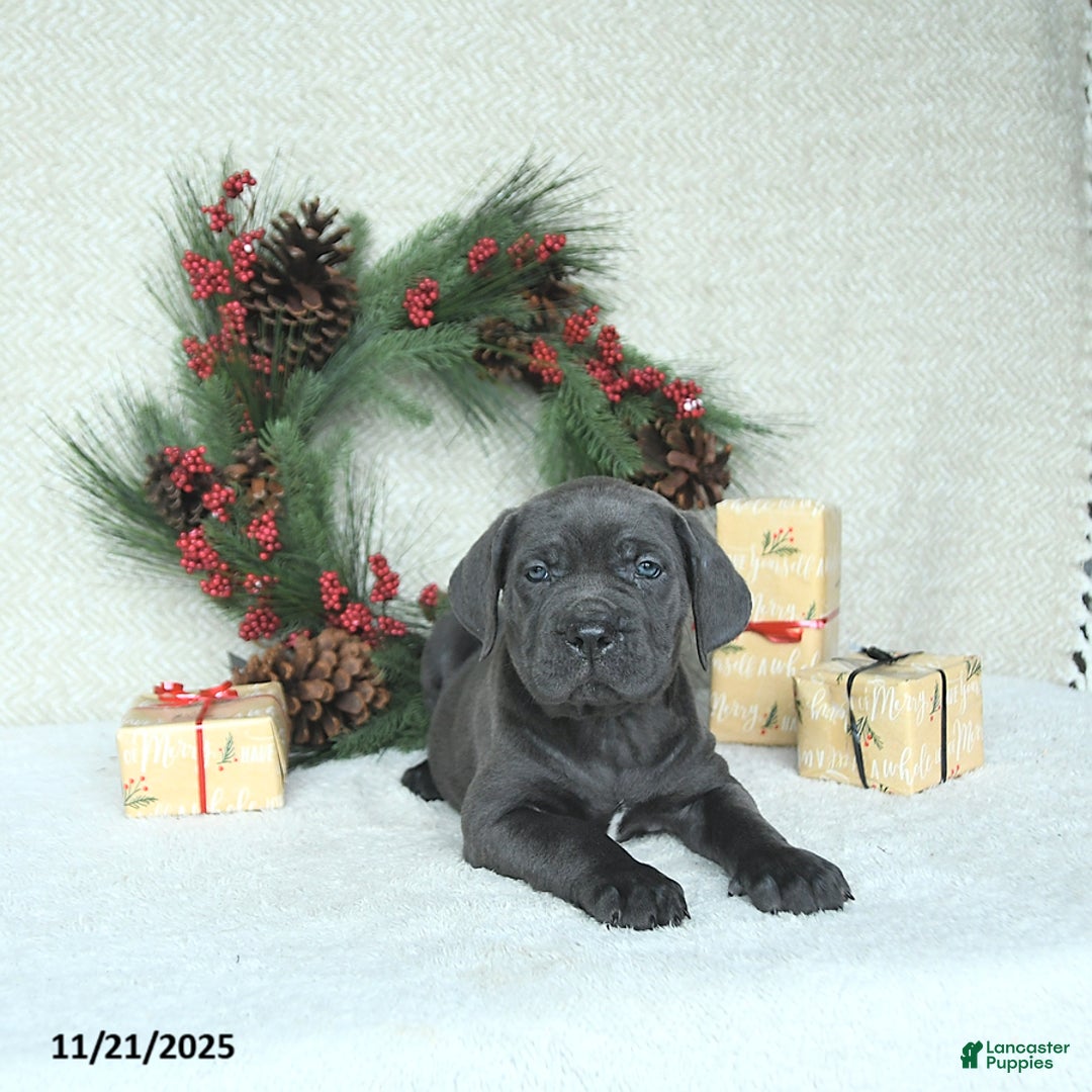 Cane Corso dogs for sale: Noel - Ad 6