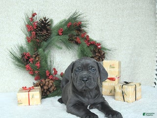 Cane Corso dogs Noel - Ad 5