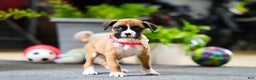 Boxer dogs for sale: Maxl - Ad 12
