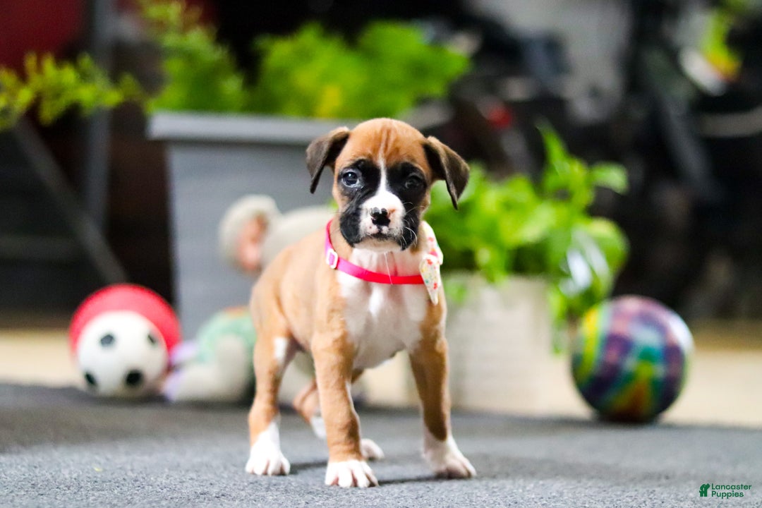 Boxer dogs for sale: Maxl - Ad 12