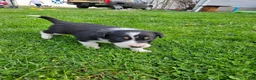 Border Collie dogs for sale: Roy - Ad 4