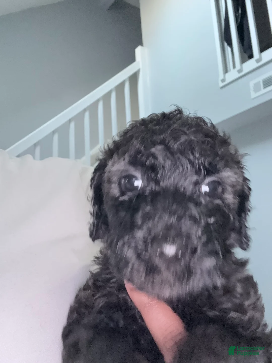 Double Doodle dogs for sale: Purple - Ad 2