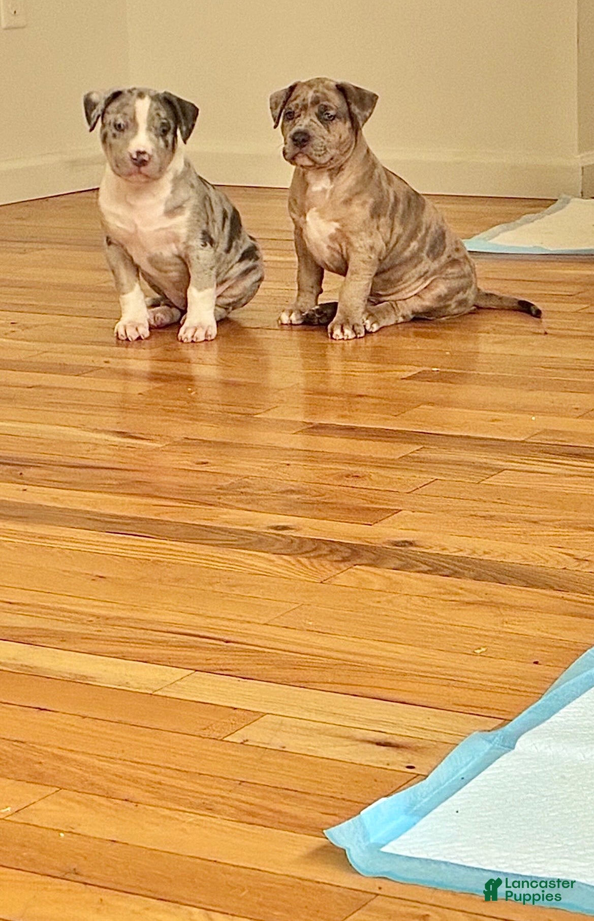 American Bully