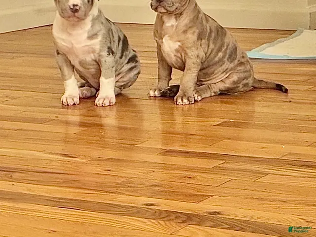American Bully dogs for sale: American Bully (Female#2) - Ad 2