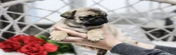 Pug dogs for sale: Casey - Ad 3