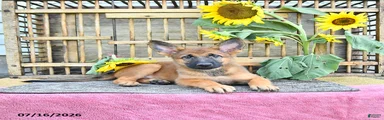 Anka