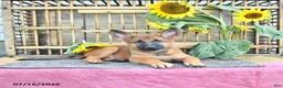 Mixed Breed dogs for sale: Anka - Ad 1