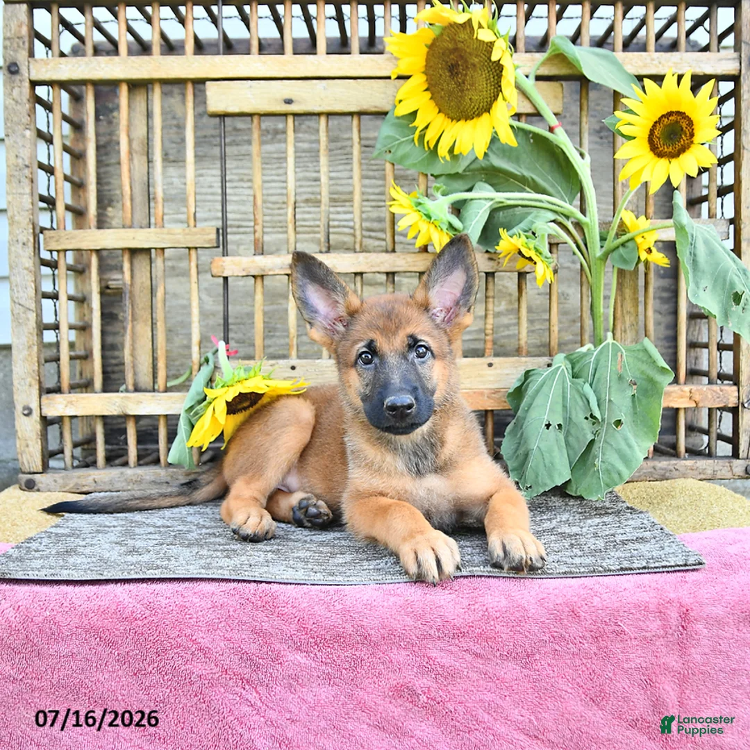 Mixed Breed dogs for sale: Anka - Ad 1