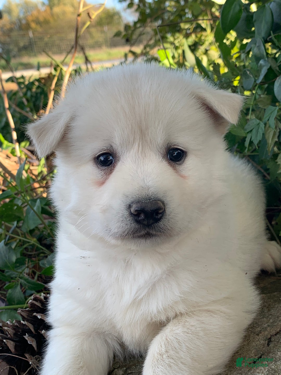 Alaskan Klee Kai dogs for sale: Handsome little Wellington~!!! - Ad 3