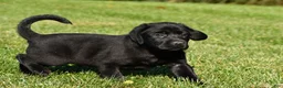 Labrador Retriever dogs for sale: Cade - Ad 9