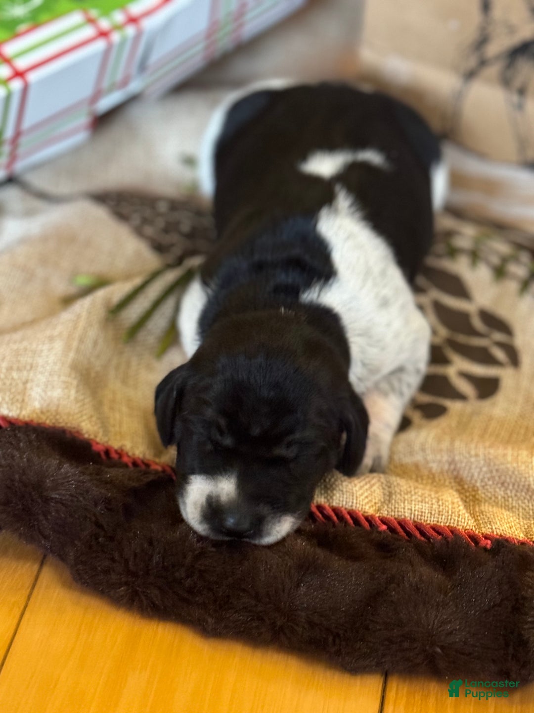 German Shorthaired Pointer dogs for sale: German Shorthaired Pointer Puppy 2 - Ad 2