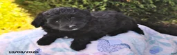 Mini Aussiedoodle dogs for sale: Samantha - Ad 3