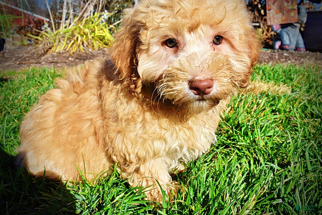 Havapoo dogs for sale: Ranger - Ad 19