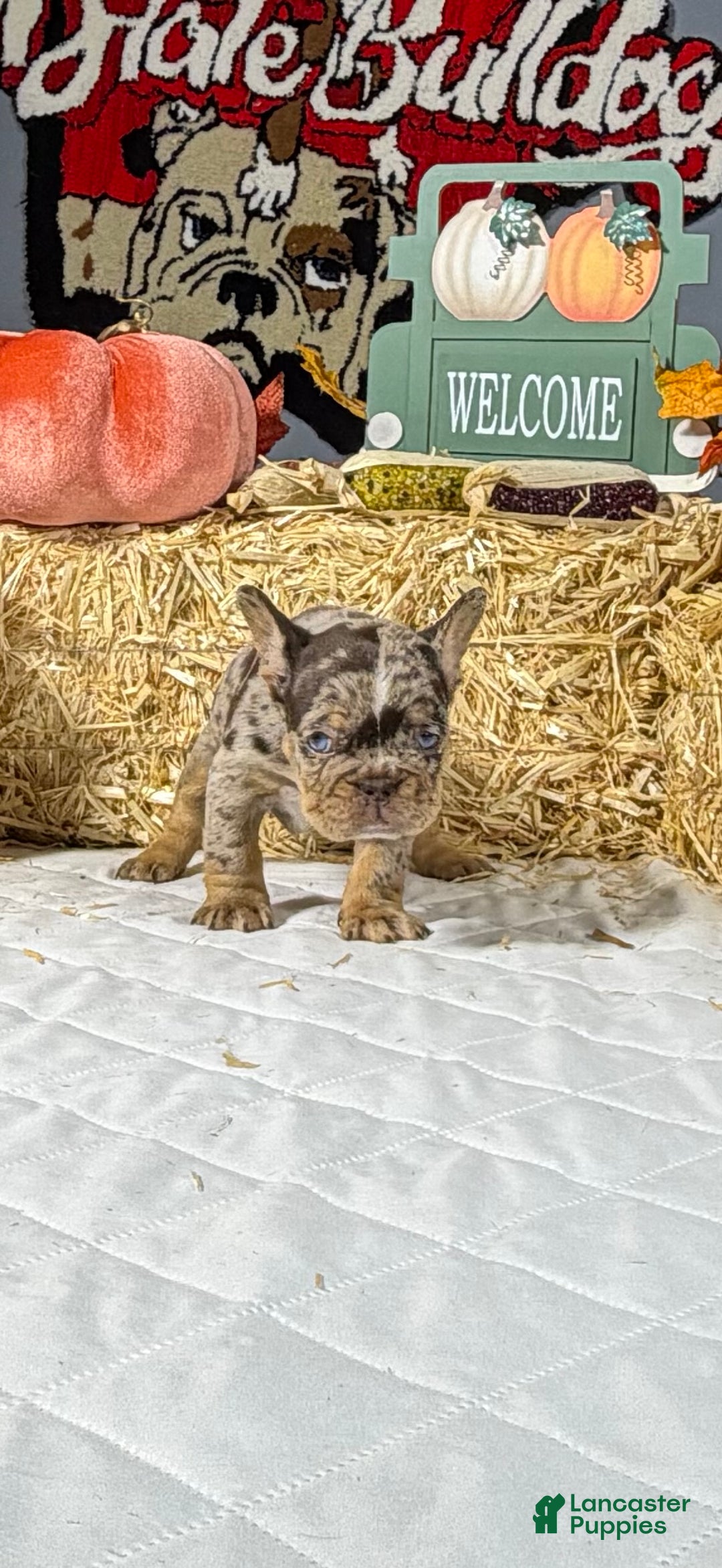 French Bulldog dogs for sale: Rocky - Ad 9