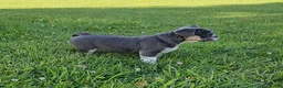 Mixed Breed dogs for sale: Mini Bulldog Blue - Ad 5
