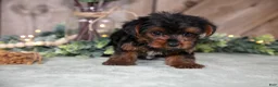 Yorkshire Terrier dogs for sale: Willow - Ad 3