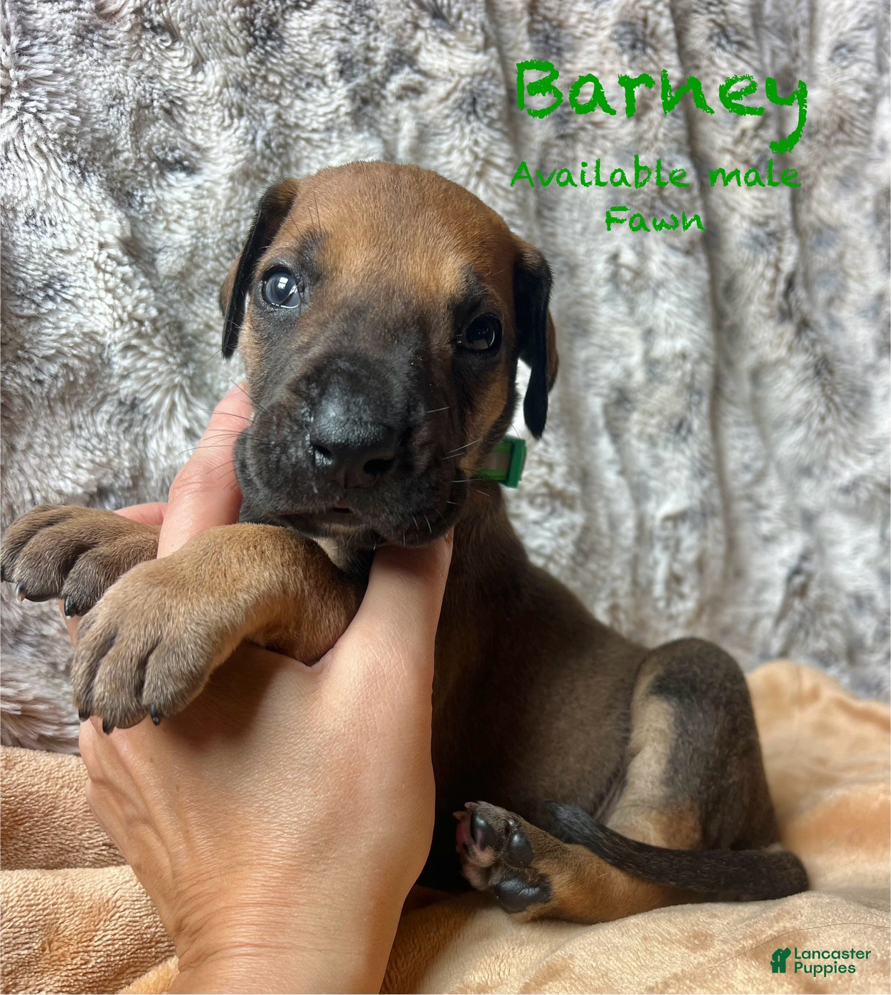 Great Dane dogs for sale: Barney - Ad 30