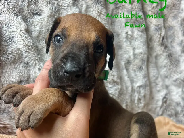 Great Dane dogs for sale: Barney - Ad 30