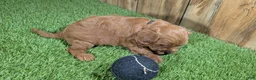 Cavapoo dogs for sale: Sadie Boy 1 - Ad 4