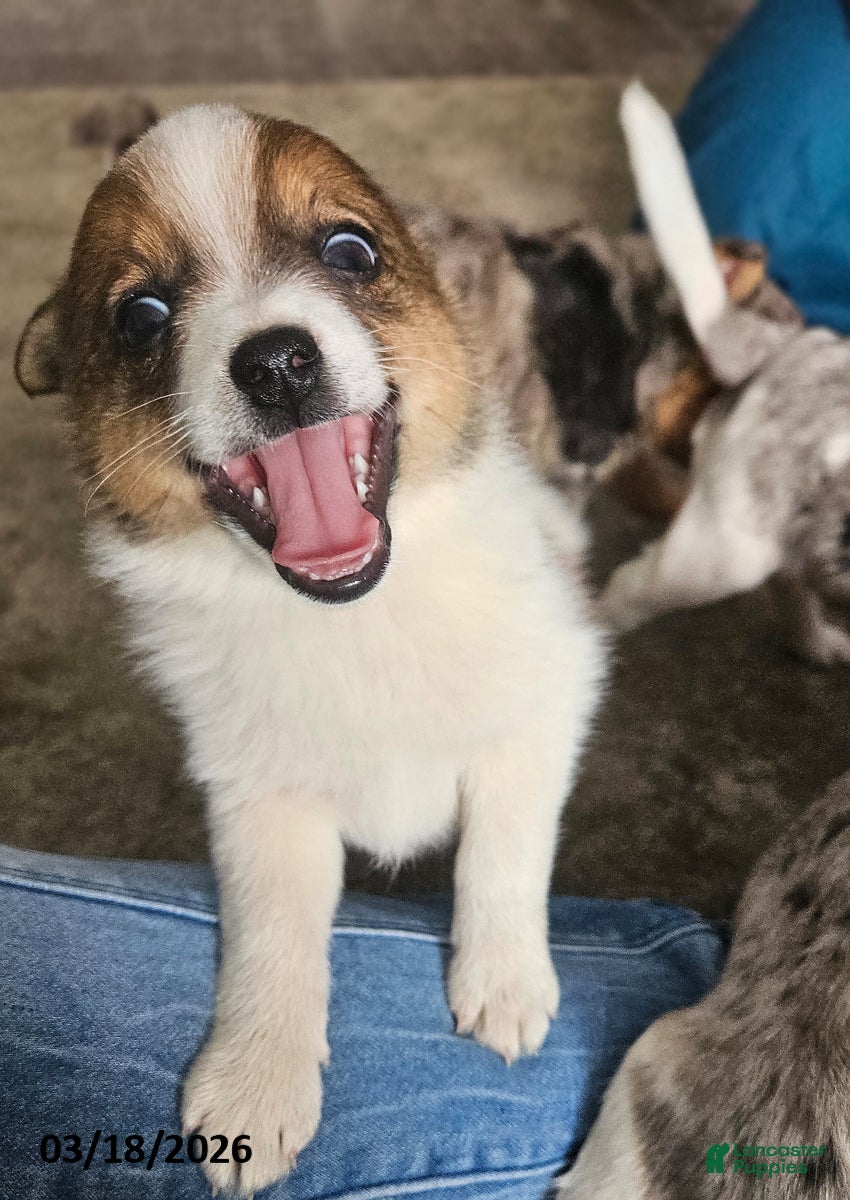 Mixed Breed dogs Jeff - Ad 1