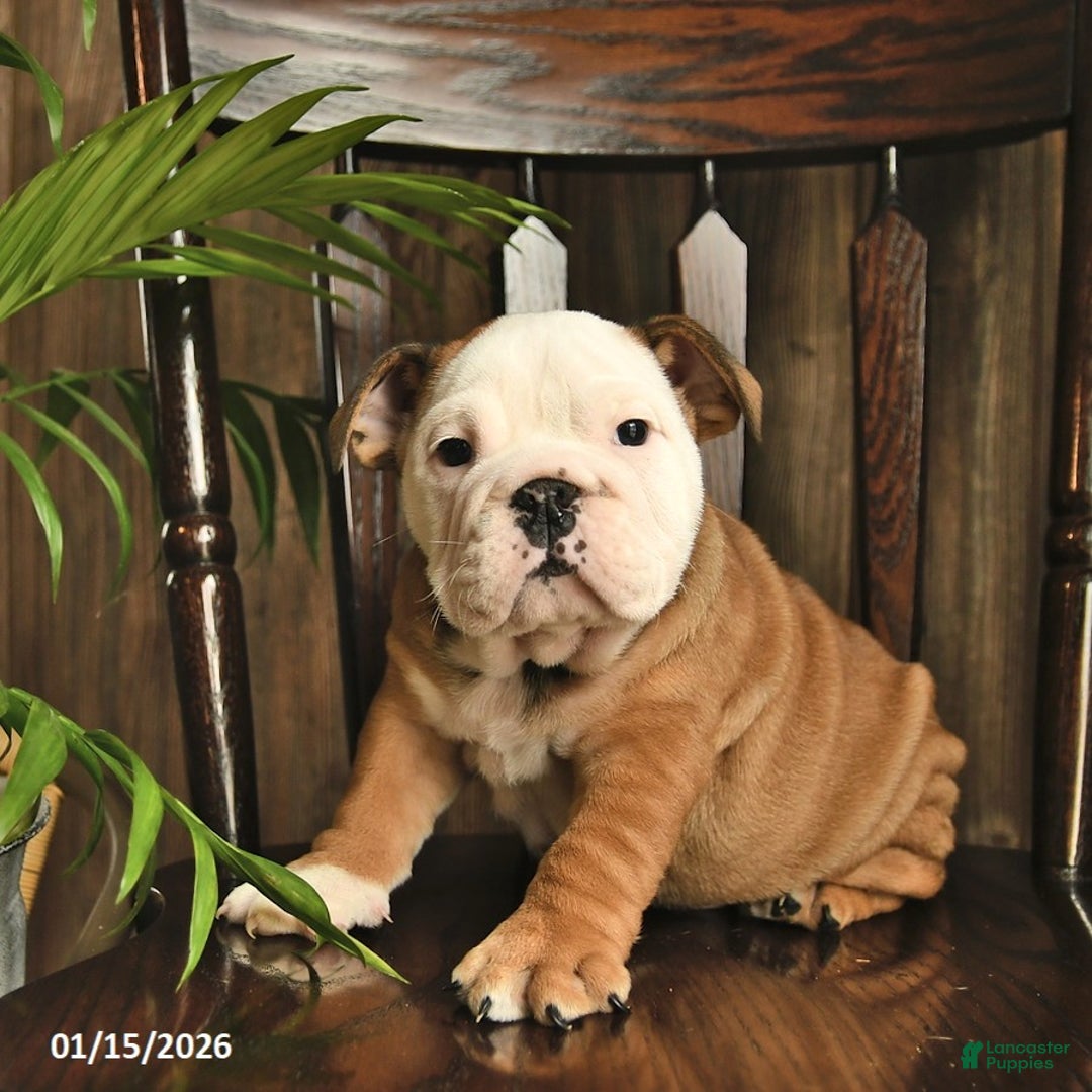 English Bulldog dogs for sale: Canyon  - Ad 1