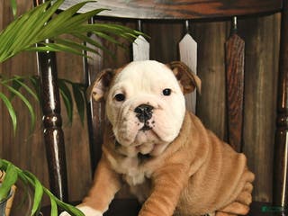 English Bulldog dogs Canyon - Ad 8