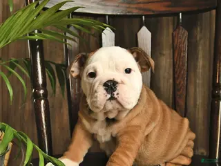 English Bulldog dogs Canyon - Ad 41