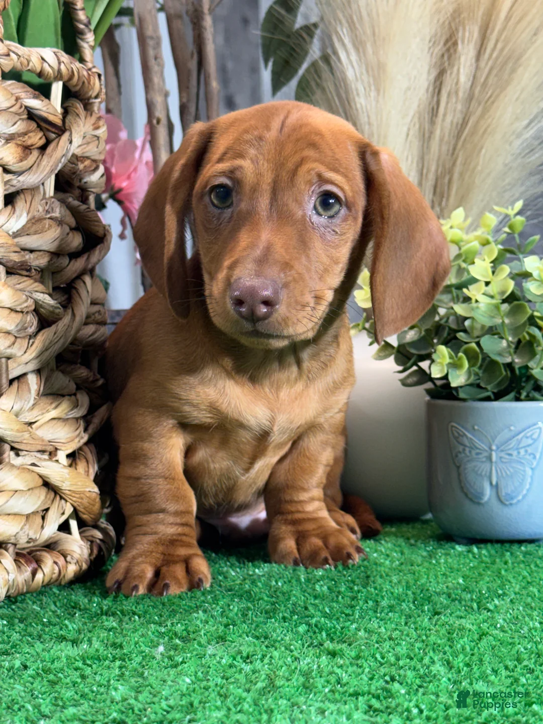Dachshund dogs for sale: Dustin - Ad 1
