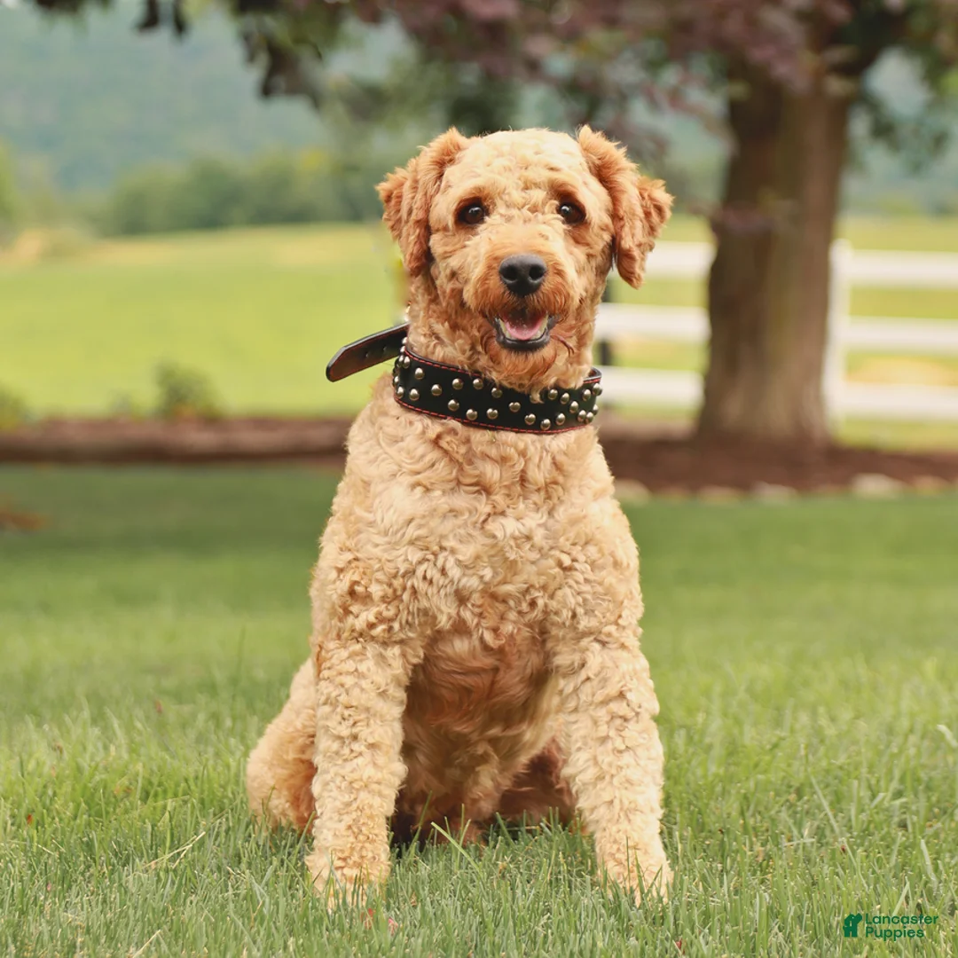 Mini Goldendoodle dogs for sale: Champ  - Ad 6