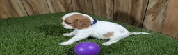 Cavalier King Charles Spaniel dogs for sale: Carmella's Girl 2 - Ad 4
