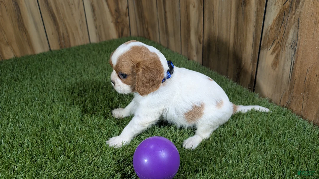 Cavalier King Charles Spaniel dogs for sale: Carmella's Girl 2 - Ad 4