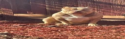 American Bully dogs for sale: American Bully 1 - Ad 4
