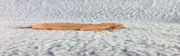 Chihuahua dogs for sale: AKC Nemo - Ad 9