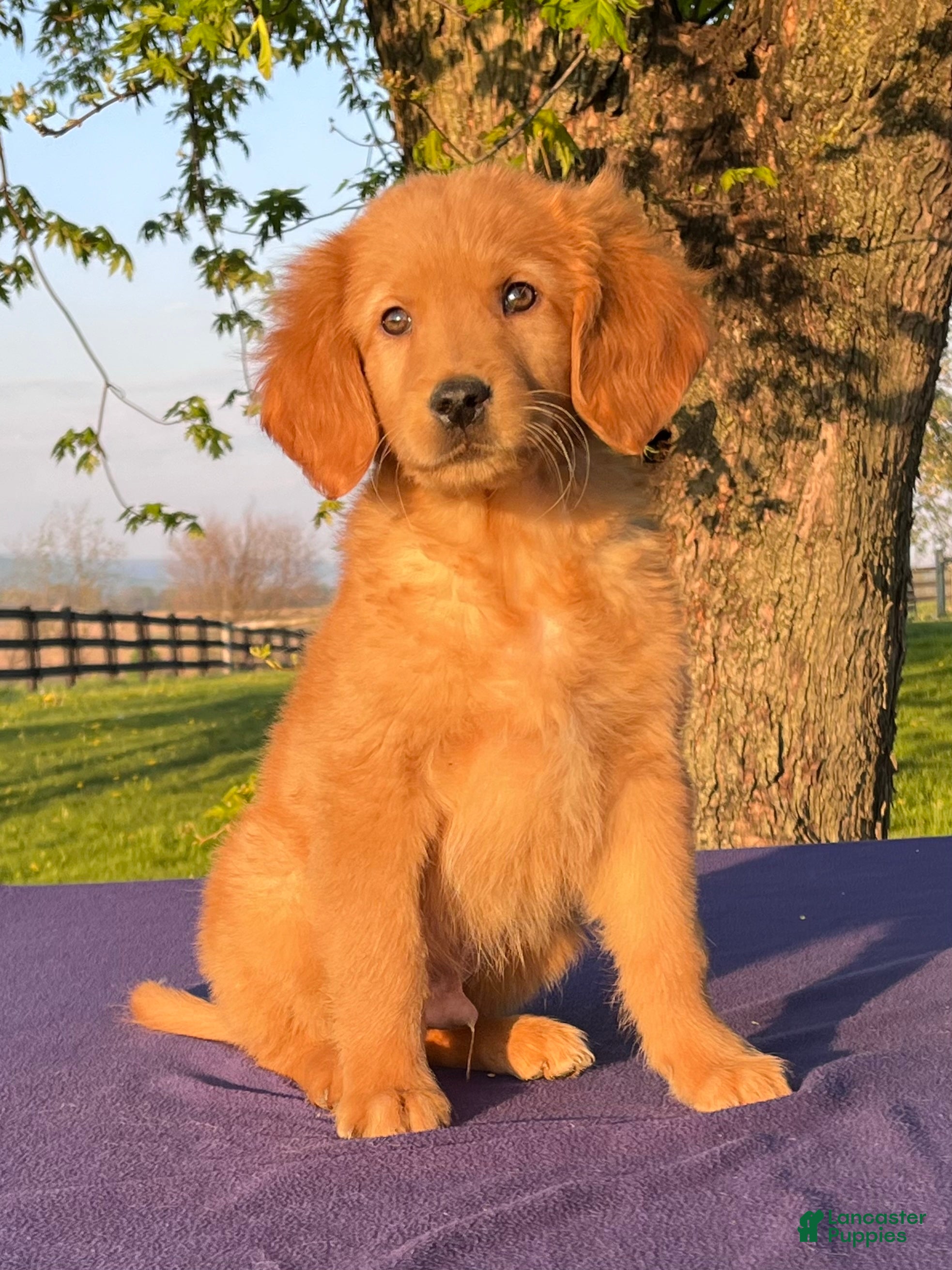 Golden Retriever dogs Markus - Ad 2
