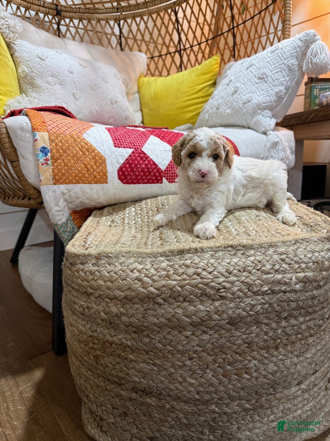 Cavapoo dogs for sale: Cooper - Ad 5