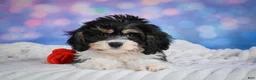 Cavachon dogs for sale: Teddy - Ad 8
