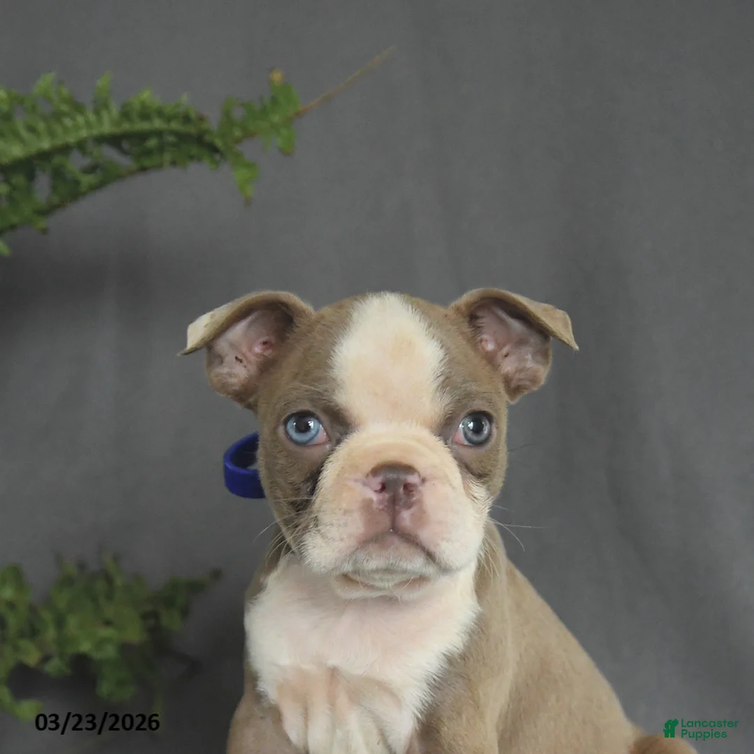Boston Terrier dogs for sale: Candy - Ad 5