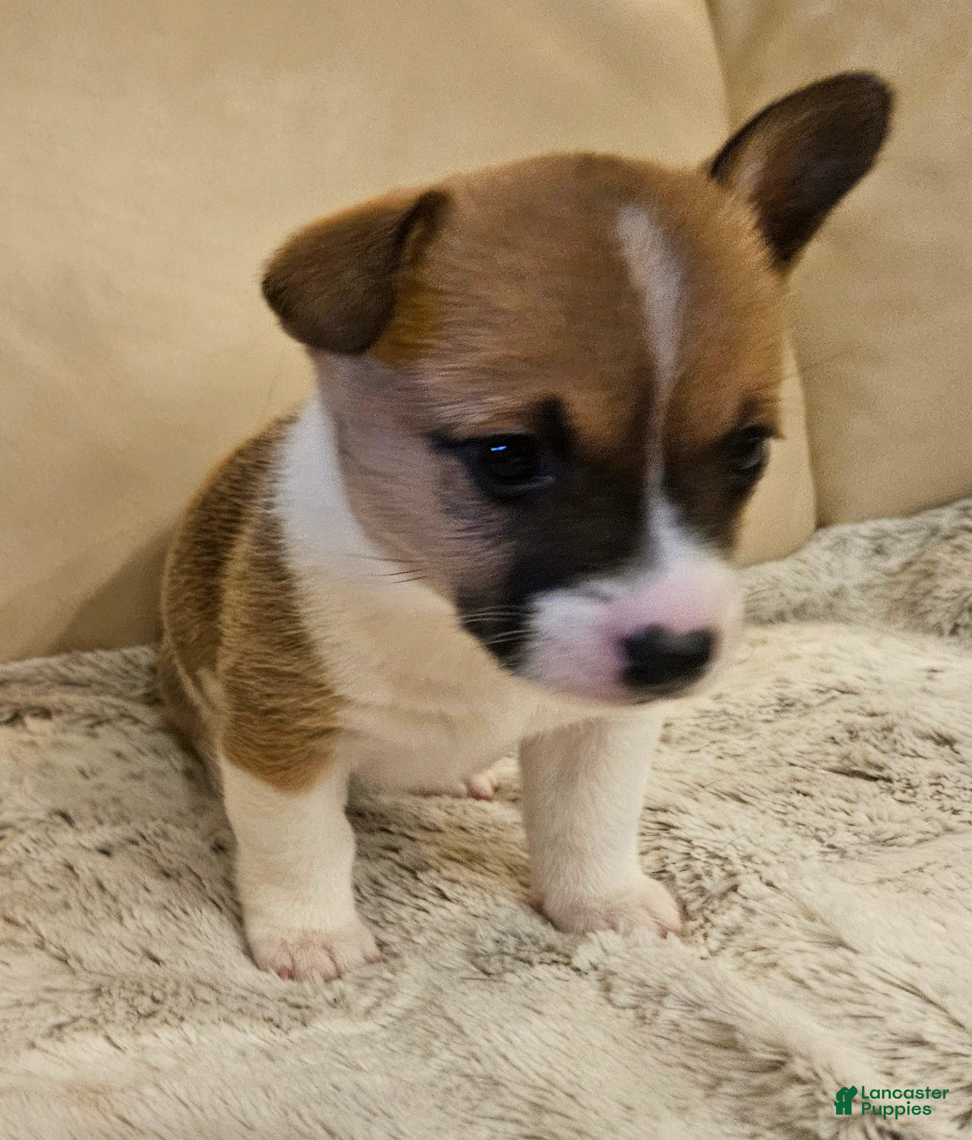 Mixed Breed dogs Athena - Ad 1