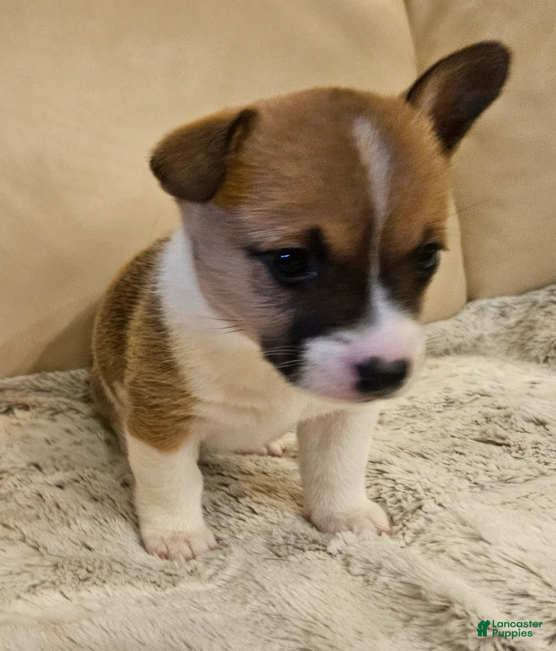 Mixed Breed dogs for sale: Athena - Ad 1