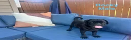 Pug dogs for sale: Rocky - Ad 4