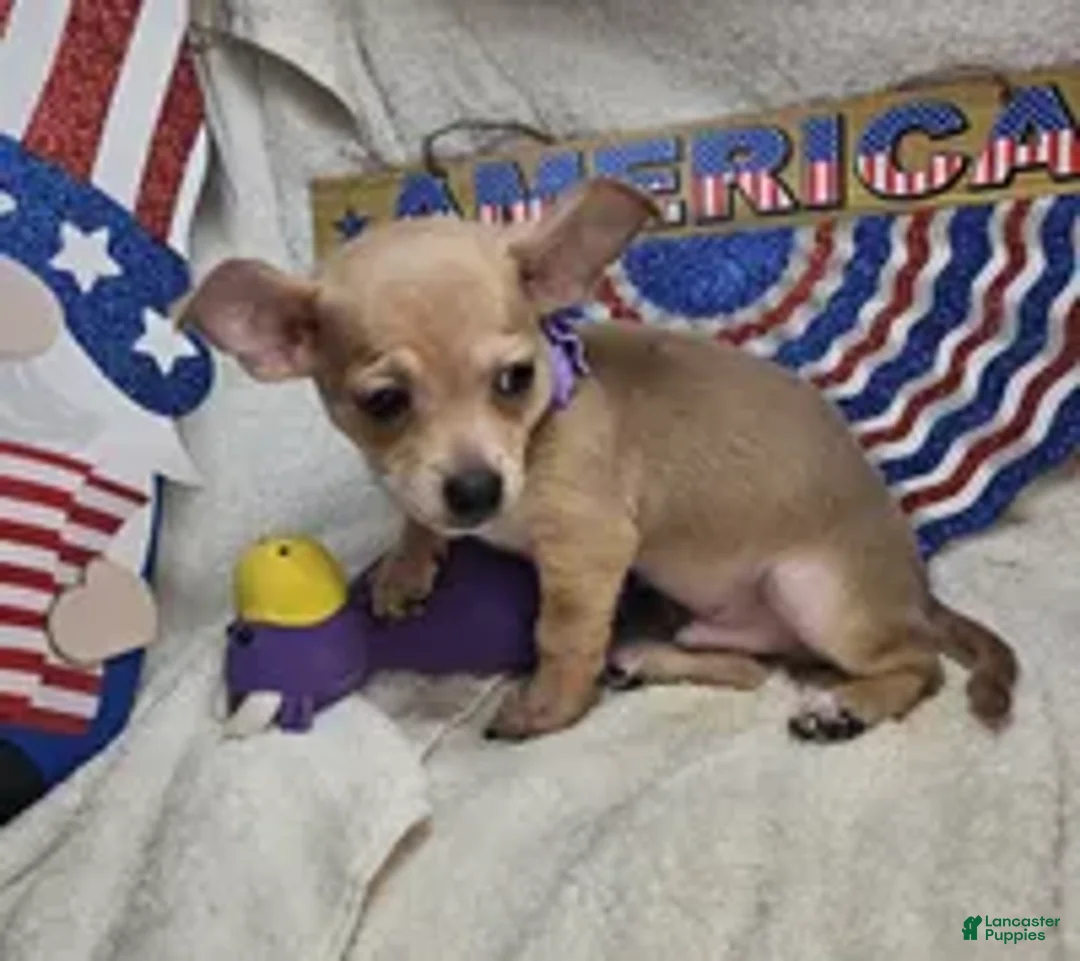 Chihuahua dogs for sale: Angel Boy - Ad 2