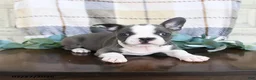 Frenchton dogs for sale: Junior - Ad 4