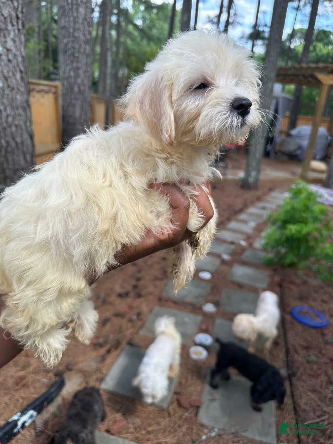 Maltipoo dogs for sale: finn Maltipoo 1 - Ad 2