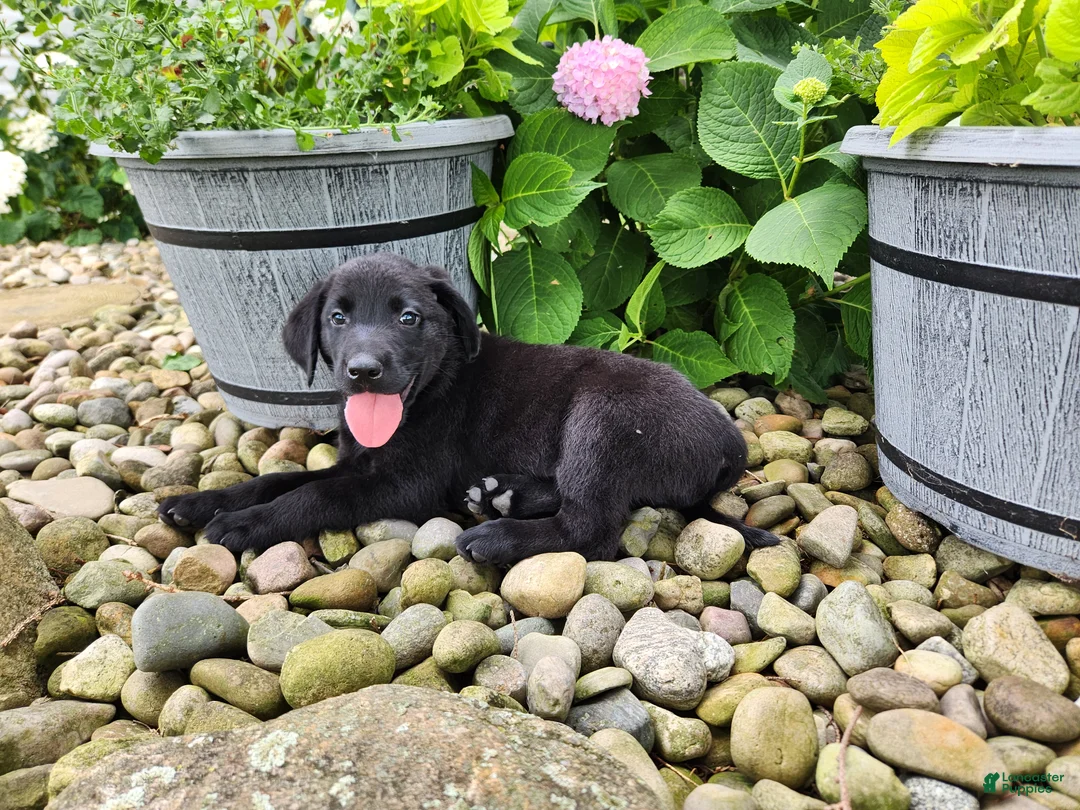 Labrador Retriever dogs for sale: Buddy - Ad 2