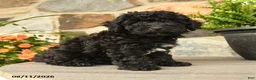 Miniature Poodle dogs for sale: Sven - Ad 5