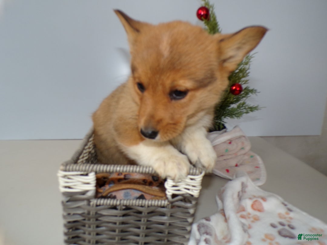 Welsh Corgi Pembroke dogs for sale: Welsh Corgi Pembroke Puppy 3 Marcy - Ad 3