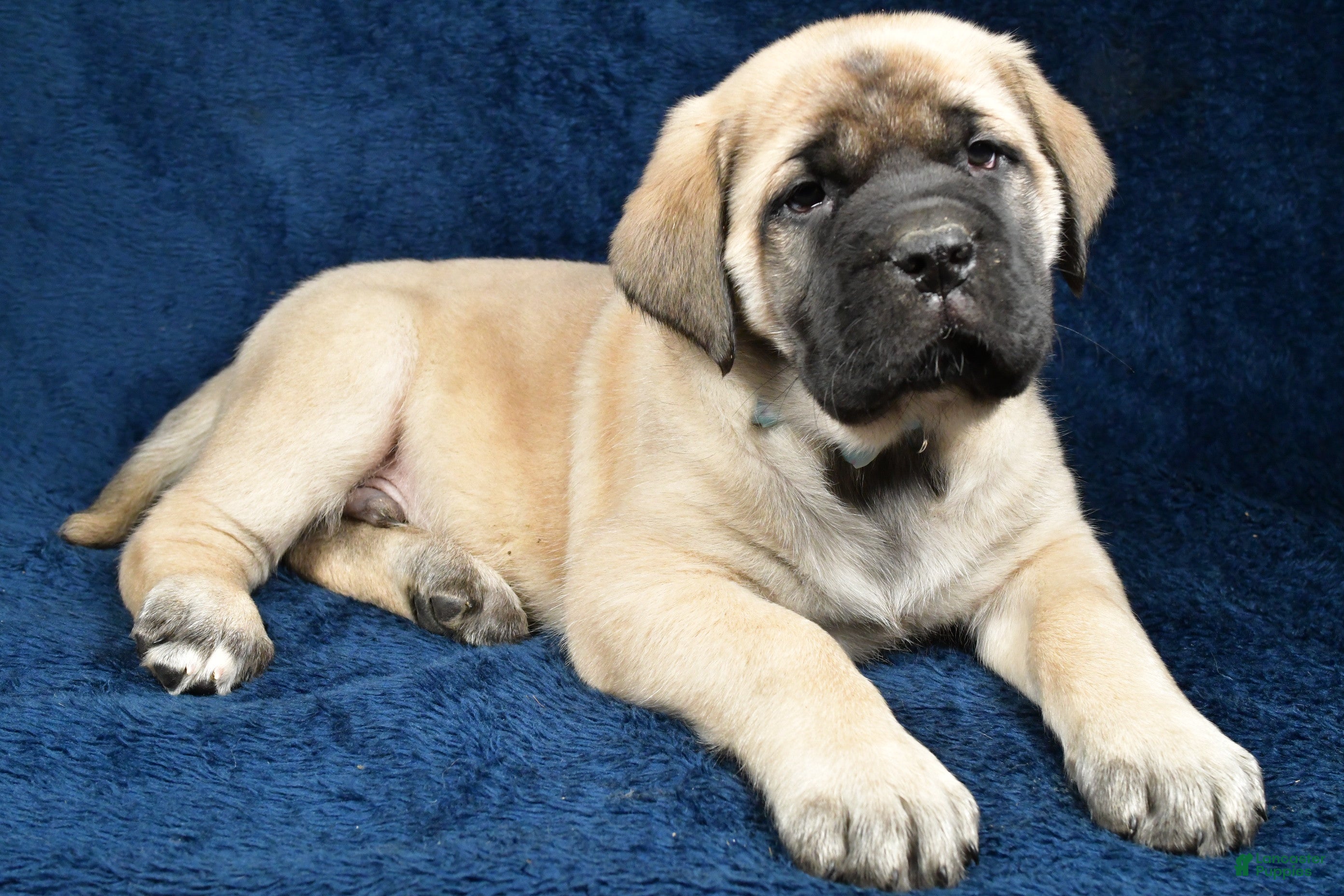 English Mastiff dogs Sylis - Ad 12