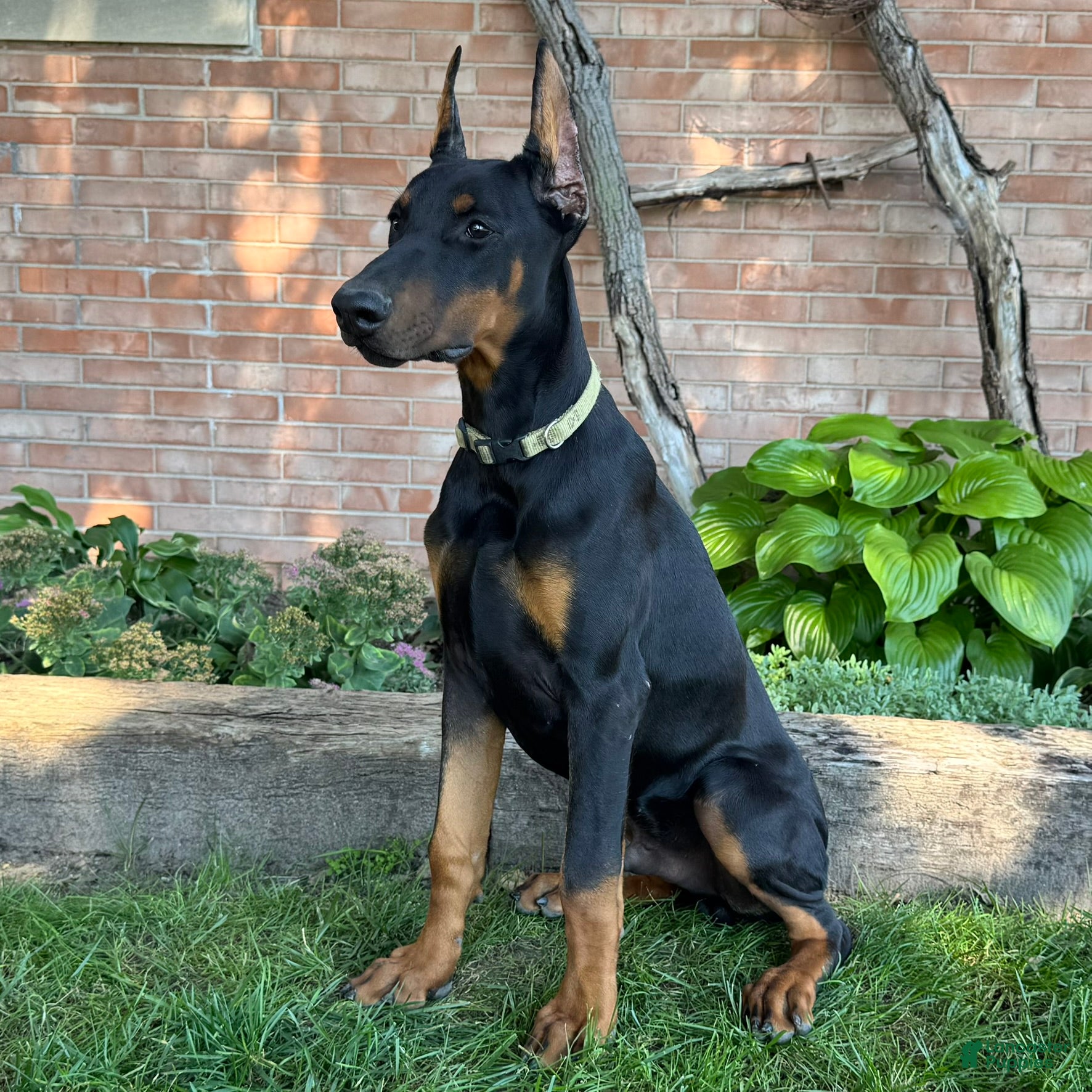 Doberman Pinscher dogs Zorro - Ad 2
