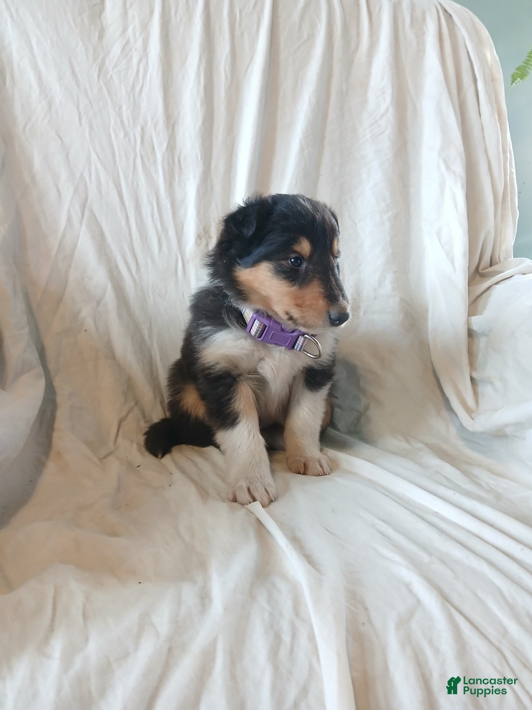 Collie dogs for sale: Ranger - Ad 3